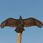 turkey vulture, Cathartes aura, vulture, bird, bird of prey, black, dark brown, red head, buzzard, wings, outstretched, sky