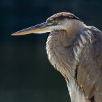 heron, egret, great blue heron, Chesapeake Bay, LaFayette River, Tidewater, Hampton Roads, Norfolk, Virginia, Wildlife, bird, birds, birds of prey, water birds, natural light, nature, photography, photograph, photographer, blue, grey, gray, white, bill, beak, feathers, Chrysler Museum, The Hague, river, animal, Alana Glaves, Alanamous