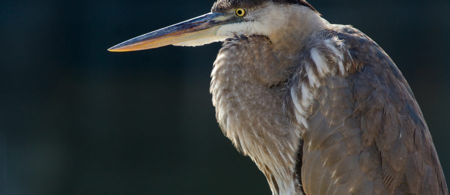 heron, egret, great blue heron, Chesapeake Bay, LaFayette River, Tidewater, Hampton Roads, Norfolk, Virginia, Wildlife, bird, birds, birds of prey, water birds, natural light, nature, photography, photograph, photographer, blue, grey, gray, white, bill, beak, feathers, Chrysler Museum, The Hague, river, animal, Alana Glaves, Alanamous