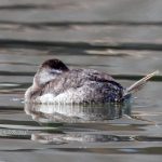 grebe, bird, water bird, float, water, Elizabeth River, LaFayette River, Chesapeake Bay, Winter, bird, grey, juvenile, Norfolk, Tidewater, Hampton Roads, Virginia, wildlife, duck, Podicipediformes , chordata, animal, wildlife photography, animal photography, nature photography, nature, natural, genuine wildlife, Virginia Wildlife, Larchmont, Alanamous