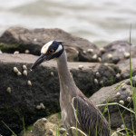 Nyctanassa violacea, Nyctanassa,animal, wildlife, nature, portrait, Virginia wildlife, wildlife photography, wildlife photograph, wildlife portrait, nature photography, nature photograph, nature portrait, animal photography, animal photograph, animal portrait, bird, heron, yellow crowned night heron,, yellow-crowned night heron, American night heron, squak, adult, birds of prey, water bird, birds in flight, swamp, marsh, marshland, natural habitat, Larchmont, Norfolk, Virginia, Norfolk Virginia, Larchmont Norfolk, neighborhood, LaFayette River, peaceful, charming, tranquil, Edgewater, Hampton Roads, Tidewater, small blue, red eye, white crown, yellow legs, orange legs, The Hermitage, Hermitage, Hermitage Museum, Hermitage Museum and Gardens, The Hermitage Museum and Gardens