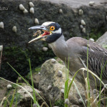 Nyctanassa violacea, Nyctanassa,animal, wildlife, nature, portrait, Virginia wildlife, wildlife photography, wildlife photograph, wildlife portrait, nature photography, nature photograph, nature portrait, animal photography, animal photograph, animal portrait, bird, heron, yellow crowned night heron,, yellow-crowned night heron, American night heron, squak, adult, birds of prey, water bird, birds in flight, swamp, marsh, marshland, natural habitat, Larchmont, Norfolk, Virginia, Norfolk Virginia, Larchmont Norfolk, neighborhood, LaFayette River, peaceful, charming, tranquil, Edgewater, Hampton Roads, Tidewater, small blue, red eye, white crown, yellow legs, orange legs, The Hermitage, Hermitage, Hermitage Museum, Hermitage Museum and Gardens, The Hermitage Museum and Gardens, circle of life, crab, crustacean