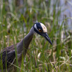 Nyctanassa violacea, Nyctanassa.animal, wildlife, nature, portrait, Virginia wildlife, wildlife photography, wildlife photograph, wildlife portrait, nature photography, nature photograph, nature portrait, animal photography, animal photograph, animal portrait, bird, heron, yellow crowned night heron,, yellow-crowned night heron, American night heron, squak, adult, birds of prey, water bird, birds in flight, swamp, marsh, marshland, natural habitat, Larchmont, Norfolk, Virginia, Norfolk Virginia, Larchmont Norfolk, neighborhood, LaFayette River, peaceful, charming, tranquil, Edgewater, Hampton Roads, Tidewater, small blue, red eye, white crown, yellow legs, orange legs, The Hermitage, Hermitage, Hermitage Museum, Hermitage Museum and Gardens, The Hermitage Museum and Gardens