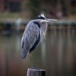 animal, wildlife, nature, portrait, Virginia wildlife, wildlife photography, wildlife photograph, wildlife portrait, nature photography, nature photograph, nature portrait, animal photography, animal photograph, animal portrait, bird, heron, great blue heron, blue heron, birds of prey, water bird, swamp, marsh, marshland, natural habitat, Larchmont, Norfolk, Virginia, Norfolk Virginia, Larchmont Norfolk, neighborhood, LaFayette River, peaceful, charming, tranquil, Edgewater, Hampton Roads, Tidewater