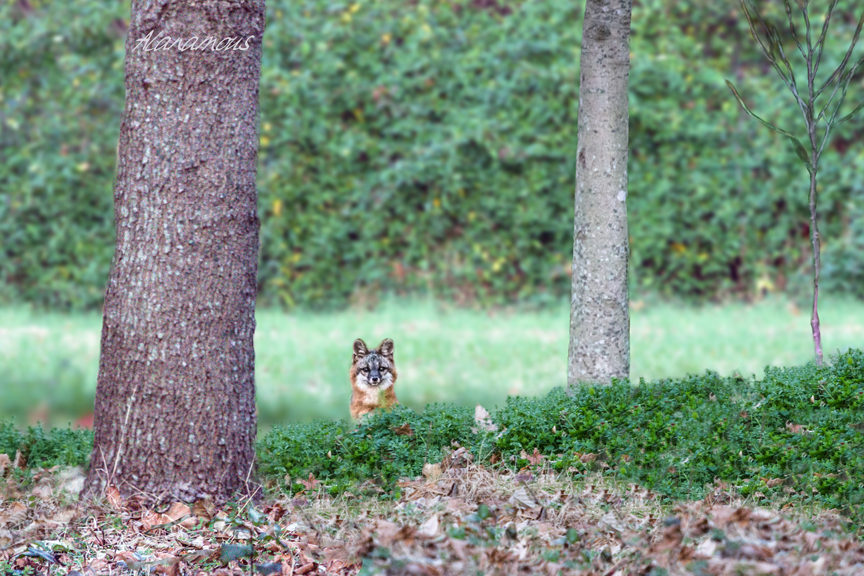 , fox, Virginia wildlife, wildlife photography, Alanamous, nature, photograph, Virginia Beach, Virginia