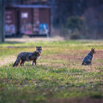 Hampton Roads Agricultural Research and Extension Center, Tidewater Arboretum, Hampton Roads Agriculture, gray fox, animal, fox, nature photography, wildlife photography, Virginia Tech arboretum, nature photography