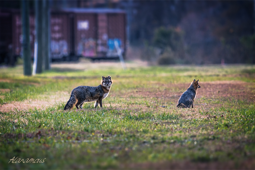 gray fox, fox, Virginia wildlife, wildlife photography, Alanamous, nature, photograph, Virginia Beach, Virginia