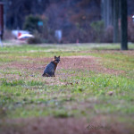 Fox, gray fox, grey fox, vulpe, vulpes, wildlife, Animal, wildlife photography, animal photography, nature photography, nature, natural, genuine wildlife, Virginia Wildlife, Hampton Roads Agricultural Research and Extension Center, Tidewater Arboretum, Hampton Roads Agriculture, Virginia Tech Arboretum, VA Tech Arboretum