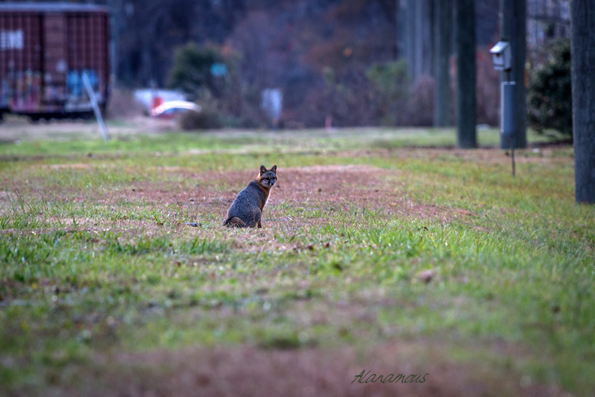 , fox, Virginia wildlife, wildlife photography, Alanamous, nature, photograph, Virginia Beach, Virginia