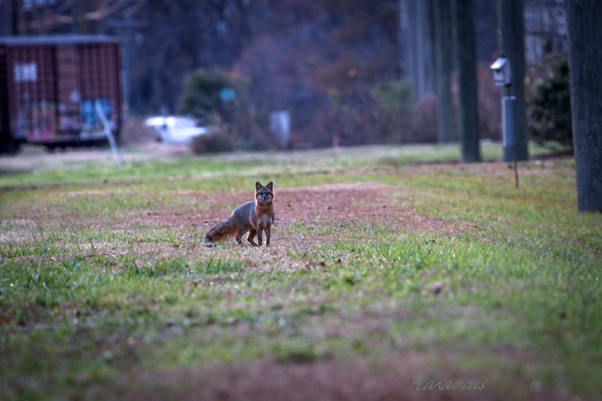 , fox, Virginia wildlife, wildlife photography, Alanamous, nature, photograph, Virginia Beach, Virginia