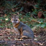 Fox, gray fox, grey fox, vulpe, vulpes, wildlife, Animal, wildlife photography, animal photography, nature photography, nature, natural, genuine wildlife, Virginia Wildlife, Hampton Roads Agricultural Research and Extension Center, Tidewater Arboretum, Hampton Roads Agriculture, Virginia Tech Arboretum, VA Tech Arboretum