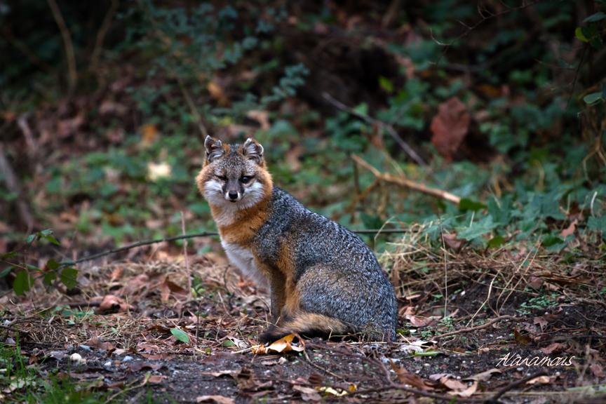 , fox, Virginia wildlife, wildlife photography, Alanamous, nature, photograph, Virginia Beach, Virginia