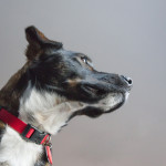 dog, animal, pet, portrait, pet photography, animal portrait, pet portrait, Norfolk, Virginia, Norfolk Virginia, animal photography, pet photography, animal photograph, pet photograph