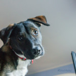 dog, animal, pet, portrait, pet photography, animal portrait, pet portrait, Norfolk, Virginia, Norfolk Virginia, animal photography, pet photography, animal photograph, pet photograph