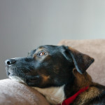 dogs, dog, animal, pet, portrait, pet photography, animal portrait, pet portrait, Norfolk, Virginia, Norfolk Virginia, animal photography, pet photography, animal photograph, pet photograph, Aussie, Australian Shepherd, rescue, emotive, eyes, soulful, peaceful, relaxed