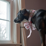 dogs, dog, animal, pet, portrait, pet photography, animal portrait, pet portrait, Norfolk, Virginia, Norfolk Virginia, animal photography, pet photography, animal photograph, pet photograph