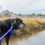 dog, animal, pet, portrait, pet photography, animal portrait, pet portrait, Norfolk, Virginia, Norfolk Virginia, animal photography, pet photography, animal photograph, pet photograph