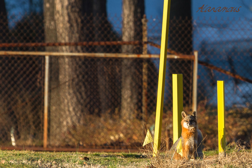 , fox, Virginia wildlife, wildlife photography, Alanamous, nature, photograph, Virginia Beach, Virginia