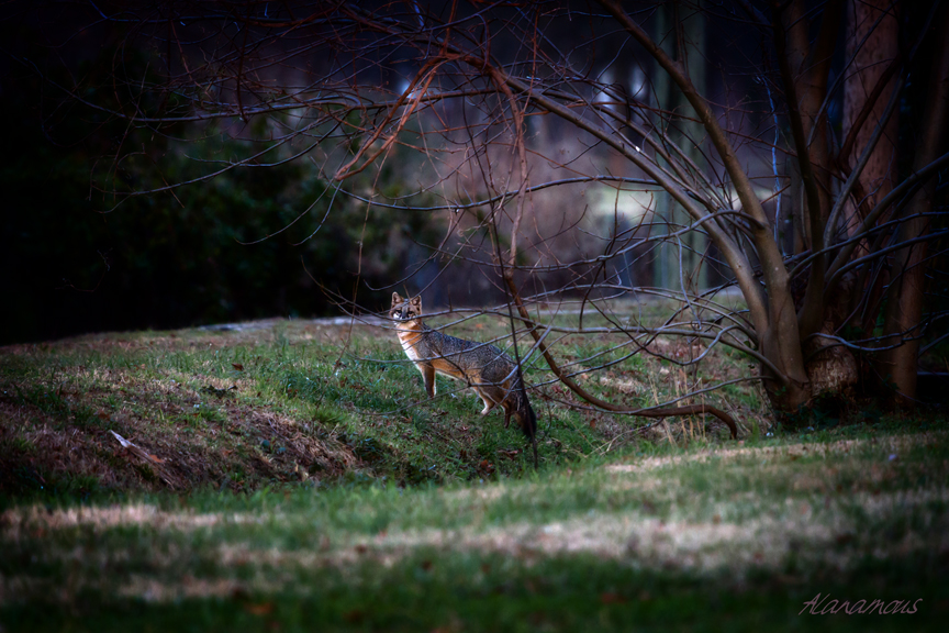 , fox, Virginia wildlife, wildlife photography, Alanamous, nature, photograph, Virginia Beach, Virginia