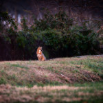 Fox, gray fox, grey fox, vulpe, vulpes, wildlife, Animal, wildlife photography, animal photography, nature photography, nature, natural, genuine wildlife, Virginia Wildlife, Hampton Roads Agricultural Research and Extension Center, Tidewater Arboretum, Hampton Roads Agriculture, Virginia Tech Arboretum, VA Tech Arboretum