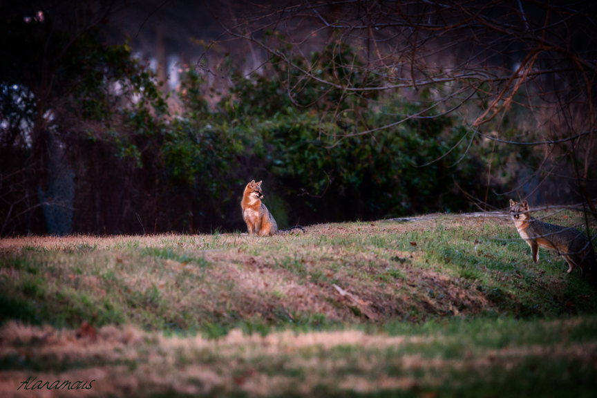 , fox, Virginia wildlife, wildlife photography, Alanamous, nature, photograph, Virginia Beach, Virginia