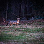 Fox, gray fox, grey fox, vulpe, vulpes, wildlife, Animal, wildlife photography, animal photography, nature photography, nature, natural, genuine wildlife, Virginia Wildlife, Hampton Roads Agricultural Research and Extension Center, Tidewater Arboretum, Hampton Roads Agriculture, Virginia Tech Arboretum, VA Tech Arboretum