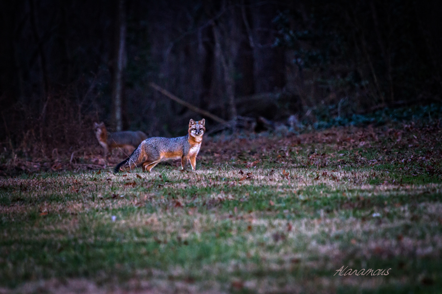 , fox, Virginia wildlife, wildlife photography, Alanamous, nature, photograph, Virginia Beach, Virginia