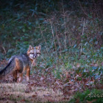 Fox, gray fox, grey fox, vulpe, vulpes, wildlife, Animal, wildlife photography, animal photography, nature photography, nature, natural, genuine wildlife, Virginia Wildlife, Hampton Roads Agricultural Research and Extension Center, Tidewater Arboretum, Hampton Roads Agriculture, Virginia Tech Arboretum, VA Tech Arboretum