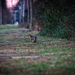 Fox, gray fox, grey fox, vulpe, vulpes, wildlife, Animal, wildlife photography, animal photography, nature photography, nature, natural, genuine wildlife, Virginia Wildlife, Hampton Roads Agricultural Research and Extension Center, Tidewater Arboretum, Hampton Roads Agriculture, Virginia Tech Arboretum, VA Tech Arboretum