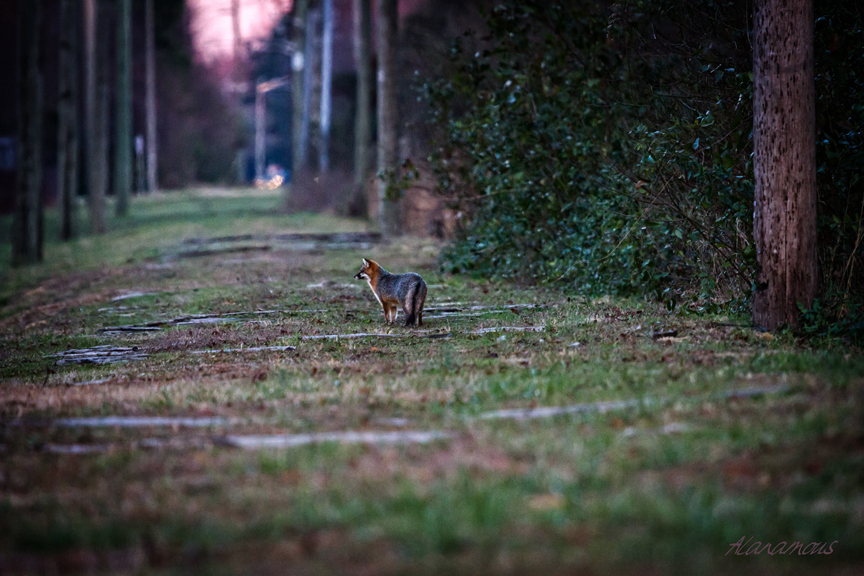 , fox, Virginia wildlife, wildlife photography, Alanamous, nature, photograph, Virginia Beach, Virginia