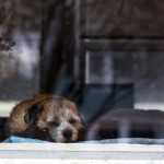animal, dog, pet, animals, pets, old dog, window, reflection,