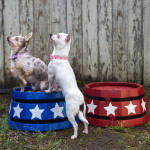 animal, pet, dog, dogs, chihuahua, pet portrait, animal portrait, Tidewater, Hampton Roads, circus, tricks, cute, puppy, small dog, purebred, training, pet photography, Norfolk, Virginia, VA, Hampton, Portsmouth, Newport News