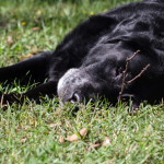 dog, pet, Lab, Labrador Retriever, English Lab, Black Lab, English Black Lab, purebreed, purebred, senior dog, grey muzzle, white whiskers, old man, distinguished, pet portrait, animal photography, pet photography, dog photo, Alanamous, lying dog, resting dog, Virginia