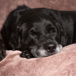 dogs, dog, pet, Lab, Labrador Retriever, English Lab, Black Lab, English Black Lab, purebreed, purebred, senior dog, grey muzzle, white whiskers, old man, distinguished, pet portrait, animal photography, pet photography, dog photo, Alanamous, lying dog, resting dog, blanket, Virginia