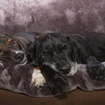 dog, animal, pet, labrador, labrador retriever, english labrador retriever, rescue, australian shepherd, mix, mutt, senior dog, puppies, bonded pair, bonding, cuddling