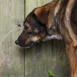 dogs, dog, animal, pet, portrait, pet photography, animal portrait, pet portrait, Norfolk, Virginia, Norfolk Virginia, animal photography, pet photography, animal photograph, pet photograph