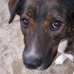 dogs, dog, animal, pet, portrait, pet photography, animal portrait, pet portrait, Norfolk, Virginia, Norfolk Virginia, animal photography, pet photography, animal photograph, pet photograph