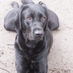 dogs, pet portrait, animal portrait, dog, Memory, Norfolk, Virginia, Labrador, retriever, English Labrador retriever, black, Lab, Black lab, lying, frog lay, legs outstretched, pet