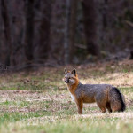 Fox, gray fox, grey fox, vulpe, vulpes, wildlife, Animal, wildlife photography, animal photography, nature photography, nature, natural, genuine wildlife, Virginia Wildlife, Hampton Roads Agricultural Research and Extension Center, Tidewater Arboretum, Hampton Roads Agriculture