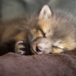 live animal, live animals, real animal, real animals, baby animals, young animals, mammal, vulpes, fox, silver fox, red fox, cross fox, red cross, domestic fox, pet fox, Canidae, Urocyon, critter, animal, animals, wildlife photography, wildlife photograph, Virginia wildlife, fox photograph, exotic animal, exotic pet, exotic animals, exotic pets, fox kit, kit, Seito, Silver Star