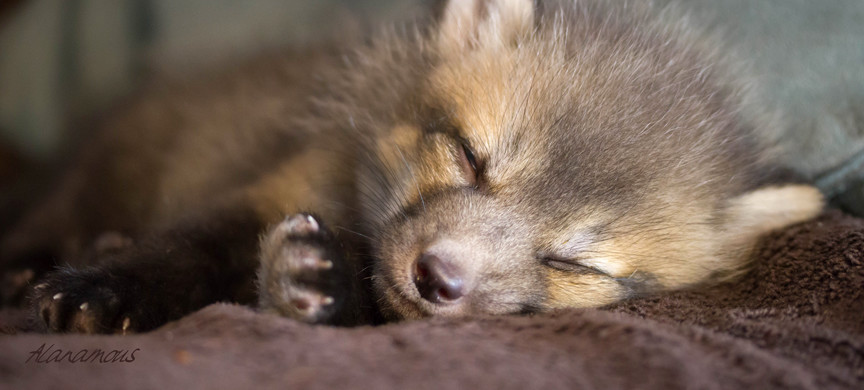 live animal, live animals, real animal, real animals, baby animals, young animals, mammal, vulpes, fox, silver fox, red fox, cross fox, red cross, domestic fox, pet fox, Canidae, Urocyon, critter, animal, animals, wildlife photography, wildlife photograph, Virginia wildlife, fox photograph, exotic animal, exotic pet, exotic animals, exotic pets, fox kit, kit, Seito, Silver Star