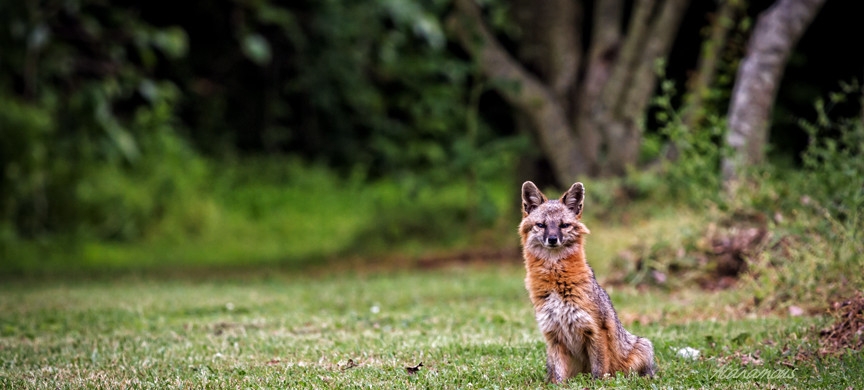 Fox, gray fox, grey fox, vulpe, vulpes, wildlife, Animal, wildlife photography, animal photography, nature photography, nature, natural, genuine wildlife, Virginia Wildlife, Hampton Roads Agricultural Research and Extension Center, Tidewater Arboretum, Hampton Roads Agriculture