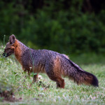 Fox, gray fox, grey fox, vulpe, vulpes, wildlife, Animal, wildlife photography, animal photography, nature photography, nature, natural, genuine wildlife, Virginia Wildlife, Hampton Roads Agricultural Research and Extension Center, Tidewater Arboretum, Hampton Roads Agriculture
