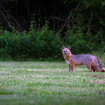 Fox, gray fox, grey fox, vulpe, vulpes, wildlife, Animal, wildlife photography, animal photography, nature photography, nature, natural, genuine wildlife, Virginia Wildlife, Hampton Roads Agricultural Research and Extension Center, Tidewater Arboretum, Hampton Roads Agriculture