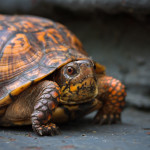 Animal, wildlife, wildlife photography, animal photography, nature photography, nature, natural, genuine wildlife, box turtle, orange, shell, orange pattern, ornate, reptile, Virginia Wildlife