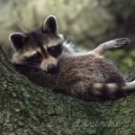 natural wildlife, wildlife, wildlife photography, animal, animals, raccoon, racoon, procyonid, coon, critter, masked, nature, Virginia wildlife, Norfolk Virginia
