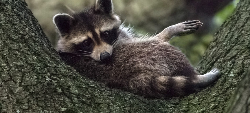 natural wildlife, wildlife, wildlife photography, animal, animals, raccoon, racoon, procyonid, coon, critter, masked, nature, Virginia wildlife, Norfolk Virginia