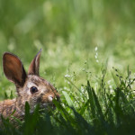 Animal, wildlife, wildlife photography, animal photography, nature photography, nature, natural, genuine wildlife, Virginia Wildlife, cottontail rabbit, cottontail, rabbit, bunny, Virginia, grass