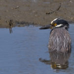 yellow crowned night heron, wading, pool, tide pool, reflection, Summer, animal, wildlife, nature, portrait, Virginia wildlife, wildlife photography, wildlife photograph, wildlife portrait, nature photography, nature photograph, nature portrait, animal photography, animal photograph, animal portrait, bird, heron, birds of prey, water bird, swamp, marsh, marshland, natural habitat, Larchmont, Norfolk, Virginia, Norfolk Virginia, Larchmont Norfolk, neighborhood, LaFayette River, peaceful, charming, tranquil, Edgewater, Hampton Roads, Tidewater