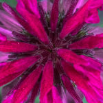 macro, Floral, flower, flora, floral photography, flower photography, photography, Bloom, blossom, bee balm, pink